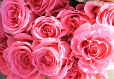 Doku soluk pembe güllü