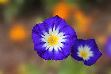 parlak koyu mavi çan Güneşte yanma