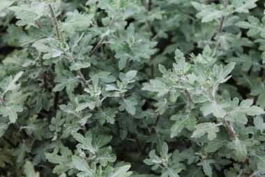  koyu yeşil çim dokusu içinde şehir parkı