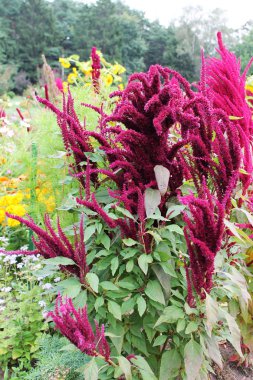  koyu kırmızı çiçekler süpürge rüzgarda