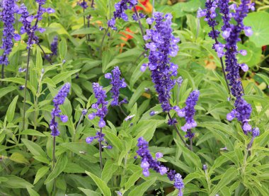 Nazik nazik mavi çiçekler gözlerimiz okşamak