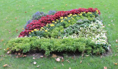 Dekoratif flowerbed ile mor, kırmızı, sarı ve beyaz menekşeler