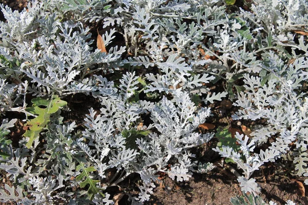 Gras Textuur Gelijkaardig Aan Fern — Stockfoto