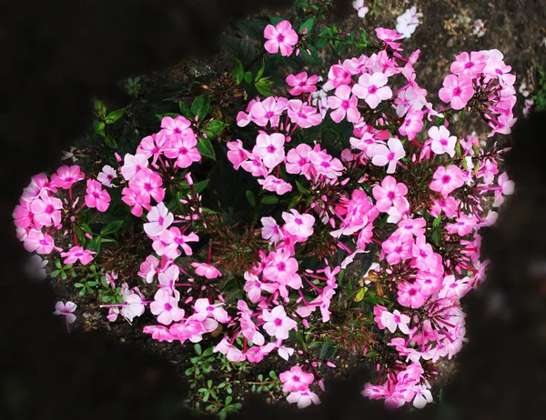 Delicate Pink Hydrangeas Surprise Beauty — Stock Photo, Image