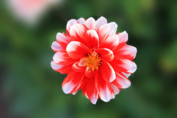 Červená Chrysanthemum Izolované Tmavě Zelené Pozadí — Stock fotografie