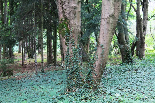 Drzewa Skręcone Winorośli Miasto Ogród Botaniczny — Zdjęcie stockowe