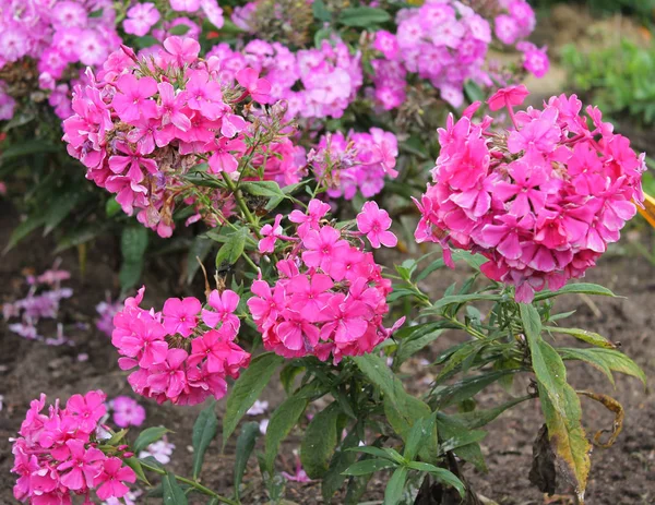 Riesiger Blütenstand Zartrosa Hortensien Erfreut Unseren Blick — Stockfoto
