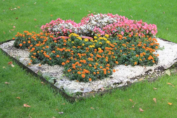 Vacker Blomma Säng Med Ljusa Orange Nejlikor Och Vit Rosa — Stockfoto
