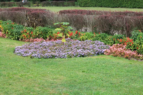 Cama Flores Temporada Outono Plantas Coloridas Vibrantes Crescem Perto Caminho — Fotografia de Stock