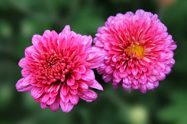 two purple chrysanthemums on a green isolated background