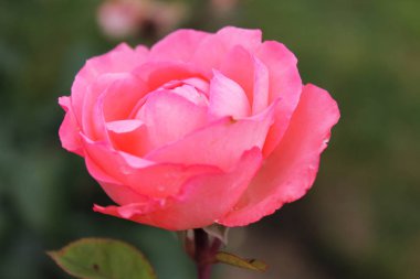 Narin pembe renkli bir iyi renkli gül izole yeşil bir arka plan üzerinde coquettishly aittir