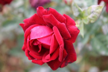 Koyu yeşil izole arka plan üzerinde kırmızı renk hassas kadife gül