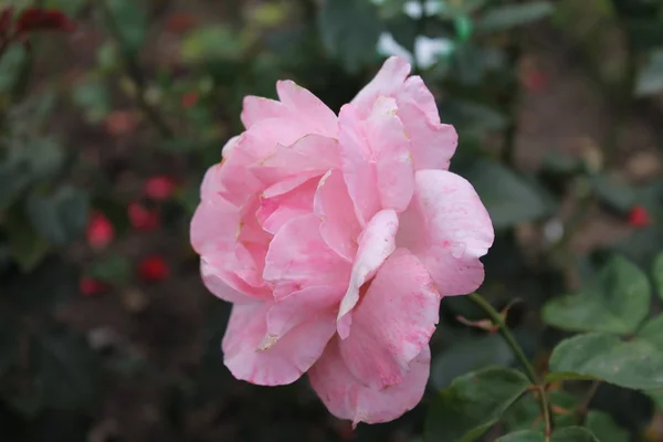 Una Magnífica Rosa Suave Color Rosa Sobre Fondo Verde Aislado — Foto de Stock