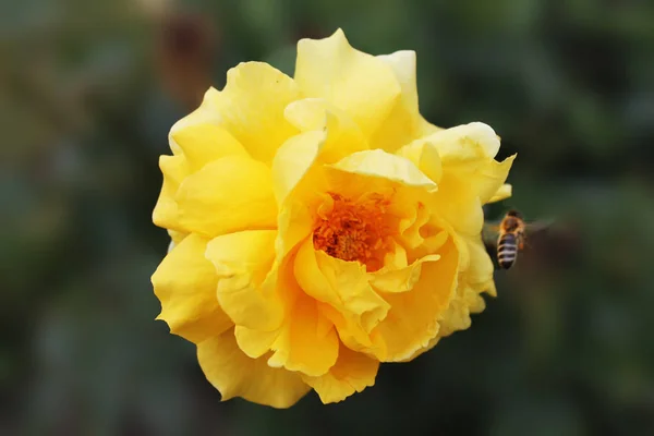 Včela Žluté Růže Botanické Zahradě Shromažďuje Nektar — Stock fotografie