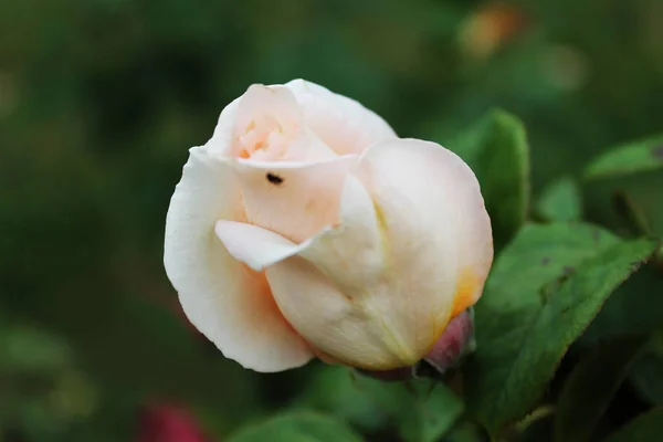 Una Magnífica Rosa Suave Color Blanco Sobre Fondo Verde Aislado — Foto de Stock