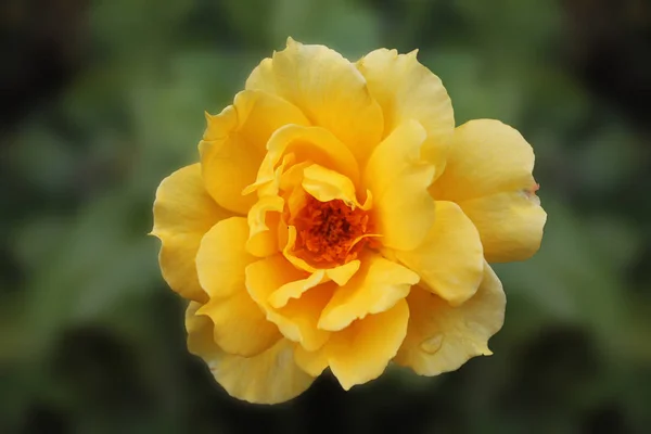 gorgeous rose of soft yellow color on a green isolated background is attractive and attractive
