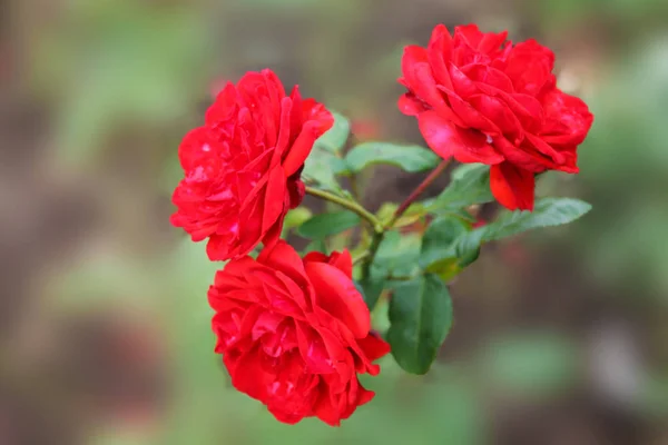 Trio Scarlet Roses Green Isolated Background — Stock Photo, Image