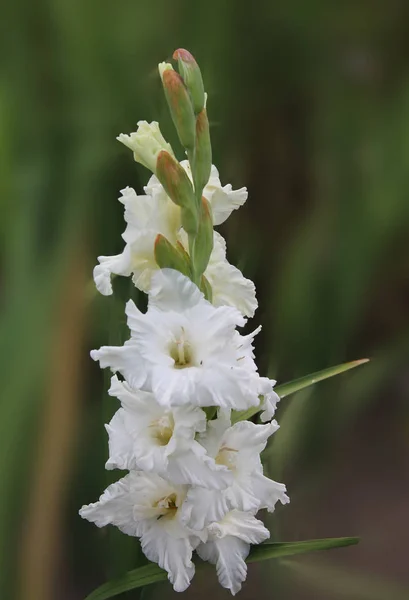 Gladiole Doux Couleur Blanche Sur Fond Isolé Vert Foncé — Photo