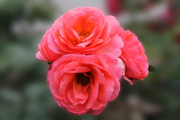 Tres Rosas Delicado Color Rosa Sobre Fondo Aislado Color Verde — Foto de Stock