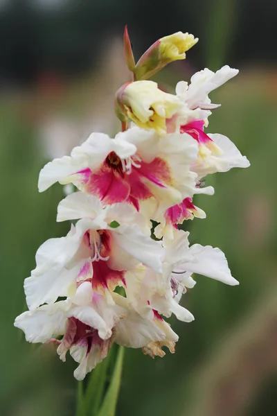 Superbe Couleur Gladiole Blanche Soleil — Photo