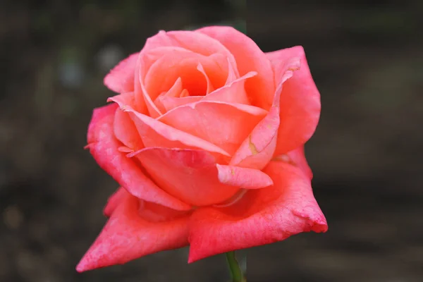 Increíble Rosa Roja Color Delicado Sobre Fondo Negro Aislado — Foto de Stock