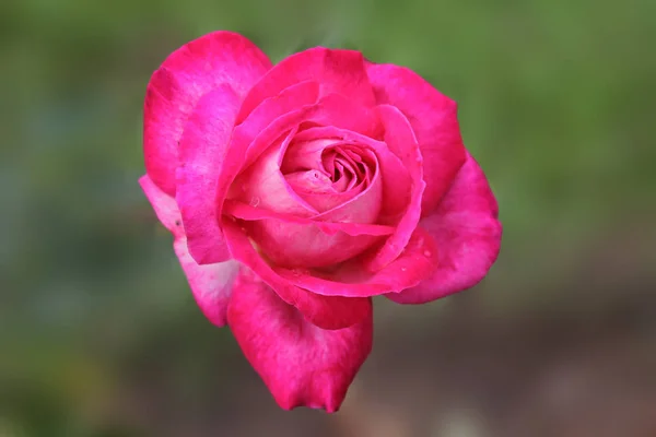 Increíble Rosa Delicado Color Carmesí Sobre Fondo Verde Aislado — Foto de Stock