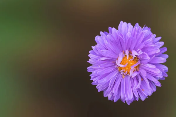 Úžasný Malý Světle Fialové Aster Zve Včely Opylovat — Stock fotografie