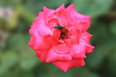 Sinek işkolik bir izole yeşil zemin üzerine güzel bir gül tomurcuğu pollinates.