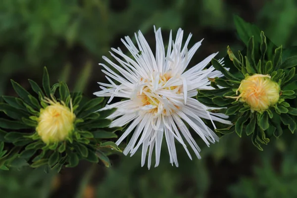 Elegantní Bílé Aster Izolované Zelené Pozadí Otevírá Své Bud Nočním — Stock fotografie