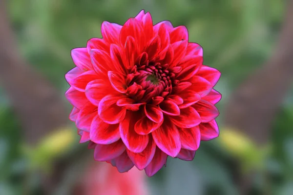 Krásná Nabídka Růžové Chrysontemum Izolované Zelené Pozadí Raduje Dechu Čerstvý — Stock fotografie