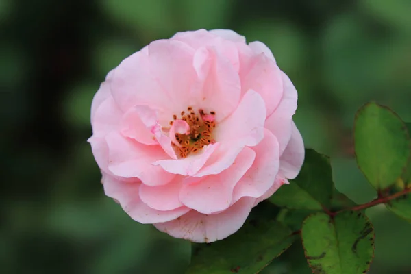 Bella Rosa Bianca Sul Cespuglio Rosa Gialla Giardino Con Bokeh — Foto Stock