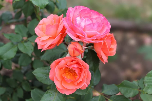 Closeup of beautiful red rose flower. Rose flower in the summer garden. Summer flower of red rose blooming in the summer garden