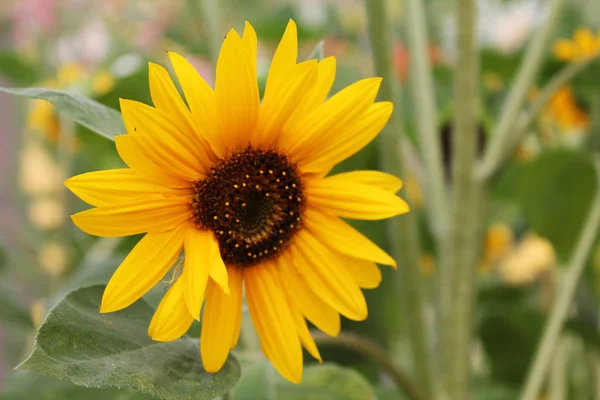 nice and warm in summer field with blooming sunflower blossoms. Dawn in the sunflowers. sunrise yellow sunflowers. sunflowers glade. morning fog in the meadow