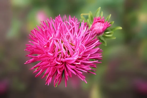 Růžový Aster Kvetoucí Květné Zahradě Velká Alpská Aster Rostoucí Záhon — Stock fotografie