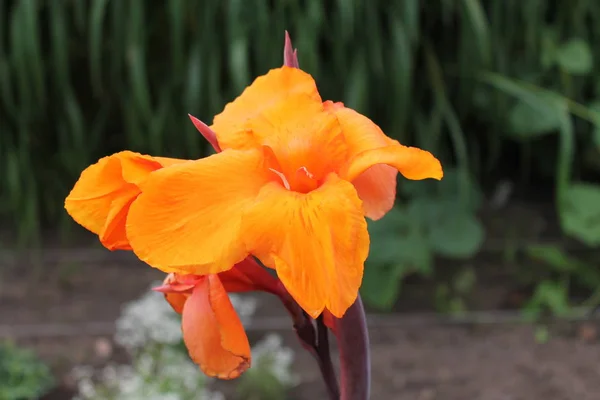 Die Königliche Iris Lächelt Glücklich Die Aufgehende Sonne Irisblume Auf — Stockfoto