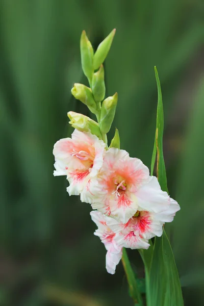 Gladiole Doux Une Couleur Blanc Rose Est Fixé Dans Lchas — Photo