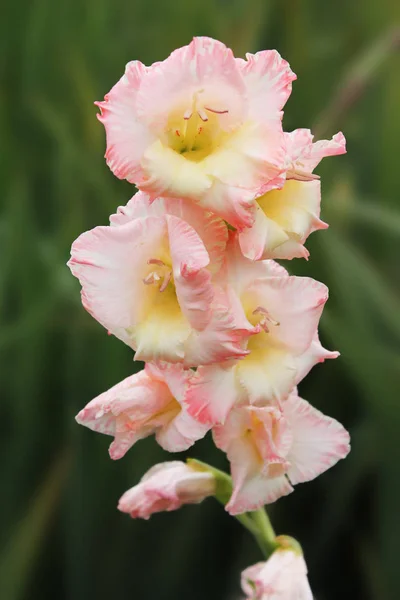 Gladíolo Rosa Suave Aquece Com Sol Verão Gladiolus Sobre Fundo — Fotografia de Stock