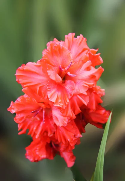 Gentle gladiolus of red color basks in the rays of the summer sun. gladiolus on an isolated green background