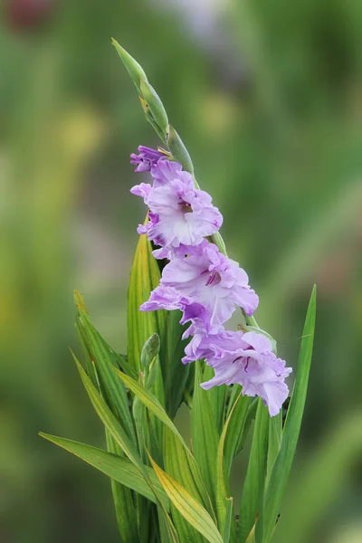 Doux Gladiole Violet Prélassant Dans Les Rayons Soleil Été Gladiolus — Photo