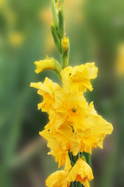 Mild Gladiolus Gul Färg Solar Sig Strålar Sommarsolen Gladiolus Isolerad — Stockfoto