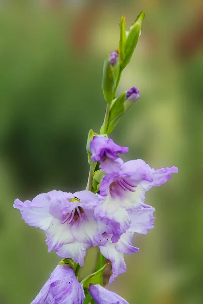 A gentle purple gladiolus wakes up in the morning after a sweet dream. gladiolus on an isolated green background.