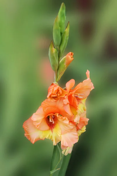 Gladíolo Laranja Doce Acorda Manhã Depois Sono Doce Gladiolus Sobre — Fotografia de Stock