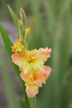  Glladiolus sarı-pembe çiçek rüzgarda sways ve güneş sevinir. yeşil arka plan üzerinde izole güzel Glayöl çiçek
