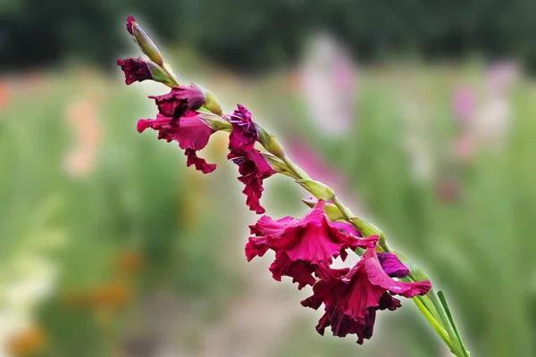 Krásné Pozadí Nádherná Fialová Mečík Květina Pozadí Zelených Listů Samostatný — Stock fotografie