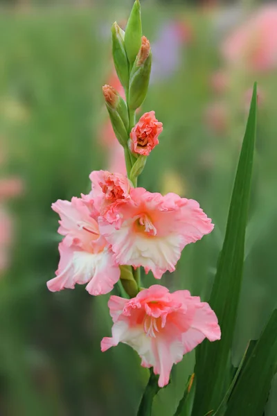 The soft red gladiolus flower sways in the wind and rejoices in the sun. beautiful gladiolus flower isolated on green background.