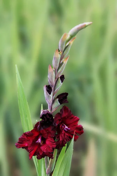 The dark scarlet velvet flower of gladiolus sways in the wind and rejoices in the sun. beautiful gladiolus flower isolated on green background