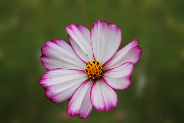 Fiore Bianco Margherita Ondeggia Nel Vento Rallegra Sole Bellissimo Fiore — Foto Stock