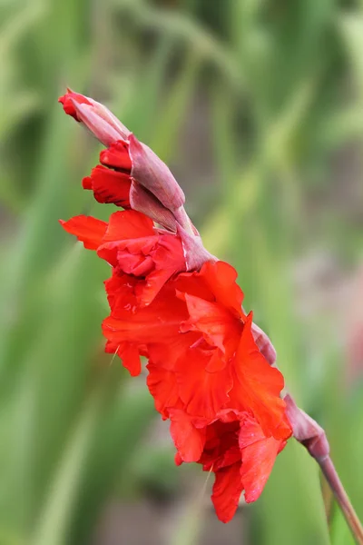 Flor Vermelha Brilhante Gladíolo Oscila Vento Sol Alegra Bela Flor — Fotografia de Stock