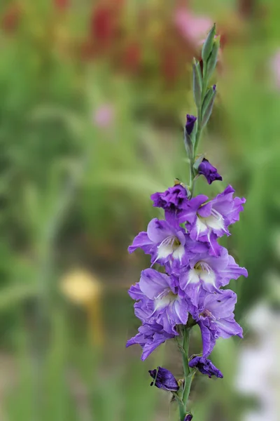 Tmavě Modrá Květina Gladiola Stabilnější Větru Slunce Raduje Krásný Mečík — Stock fotografie