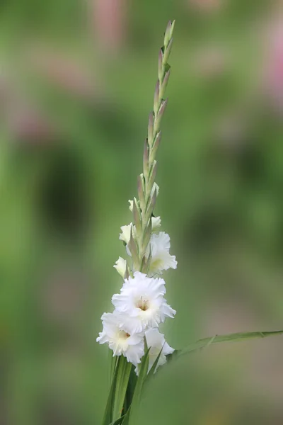 A white flower of gladiolus meets the morning sun and rejoices in summer. beautiful gladiolus flower isolated on green background